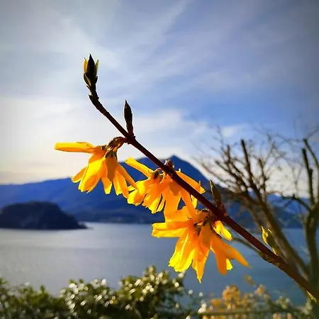 Ortensia Lake Como - Perfect For Couple And Pets Varenna Exterior photo